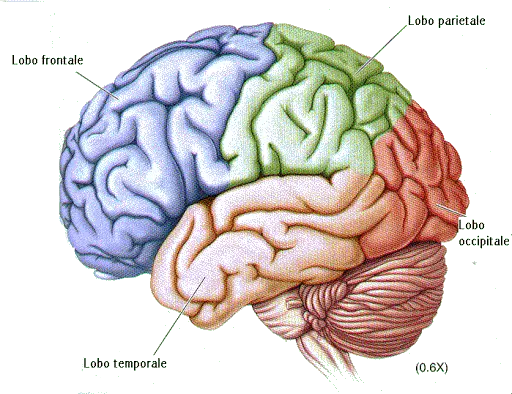 SCRITTURA A MANO E CERVELLO: UNA CONNESSIONE VITALE